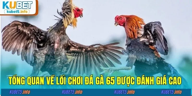 Tổng quan về lối chơi đá gà 65 được đánh giá cao